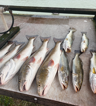 South Padre speckled trout and redfish ready for cleaning!