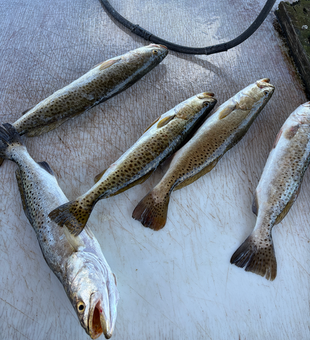 Solid speckled trout action today using light tackle and jigging techniques!