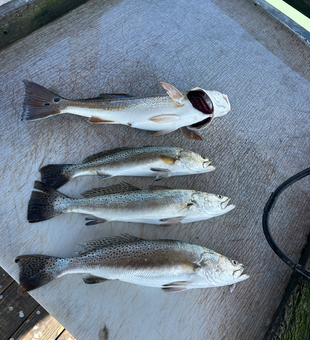 Blasted today with these speckled trout using light tackle and jigging techniques!