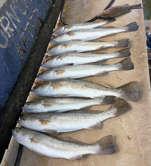 Successful South Padre Island speckled trout and grey snapper catch!