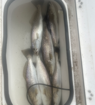 Trio of Spotted Weakfish reeled in during a storm-threatened day off South Padre!