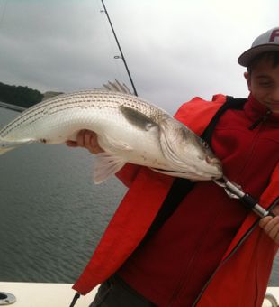 A fat one!