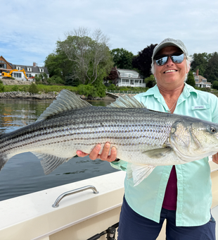 Beautiful Portsmouth striped bass caught on light tackle!