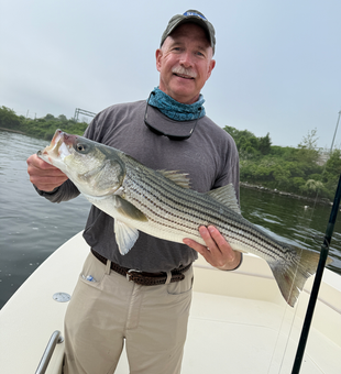 Landed a feisty striped bass while casting light tackle at the marina!