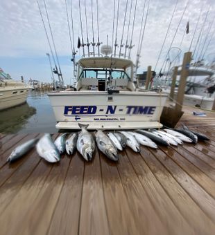 Feed-N-Time Charters