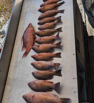 Near shore 8 hour off the coast of Anna Maria Island. Mangrove snapper and hogfish.