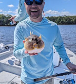Puffer fish beauty in Tampa Bay, FL 