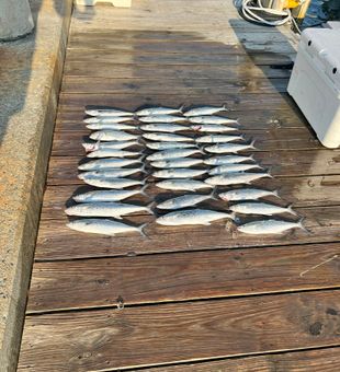 Fishing thrills await in Morehead City’s waters.