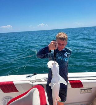Impressive hammerhead shark catch!