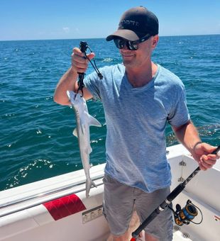 Small hammerhead shark catch!