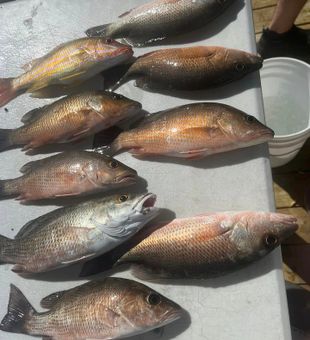 Look at our catches! Snapper Season