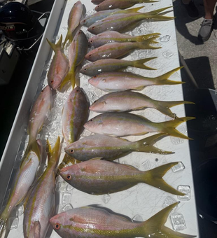 Key West yellowfin tuna haul on ice!
