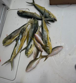 Reel in Mahi Mahi Naples FL
