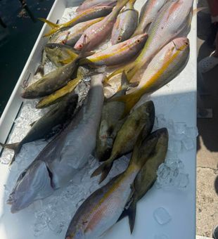 Yellowfin success in Little Torch Key waters!