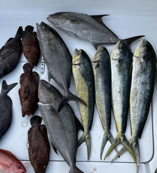 From the Ocean to the Ice Box!