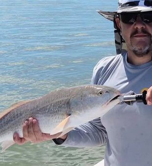 Redfish from Florida