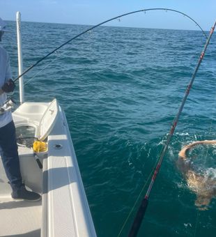 Landing quality fish while inshore fishing in Sarasota, FL, where calm Gulf waters create the perfect environment for a productive day on the water.