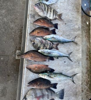 Solid haul—Mackerel, Snapper, and Sheepshead!