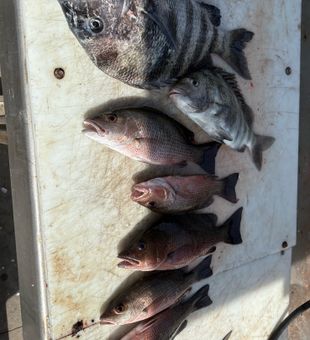 Nice mix of sheepshead and grey snapper from Port Canaveral!
