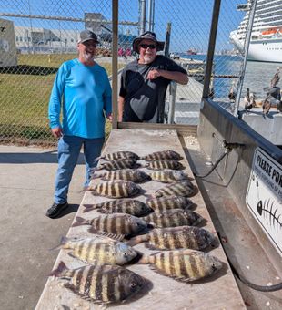 Sheepshead haul - Port Canaveral, FL.