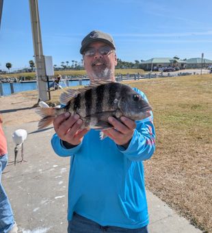 Sheepshead for today - Port Canaveral, FL.
