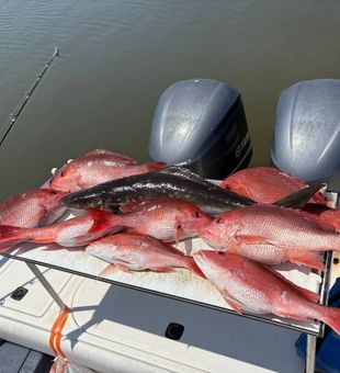 Impressive red snapper and cobia catch.