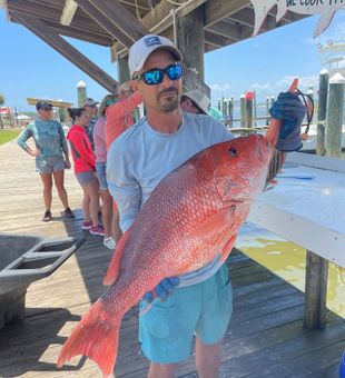 Massive red snapper catch.