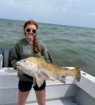 Majestic red drum in action.