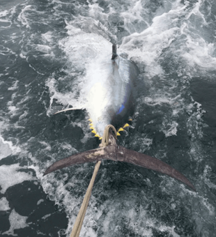 Offshore fishing 2022