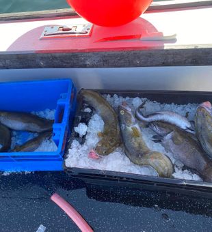 Morning Fishing Charters