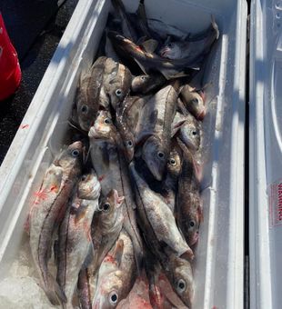 Tons Of Haddock Fish