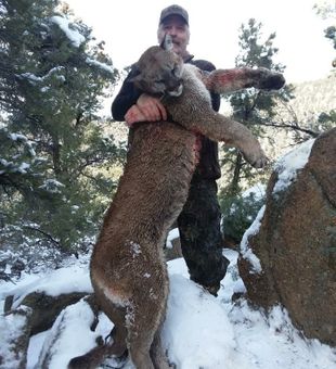 Unleash Your Hunting Instinct: Mountain Lion