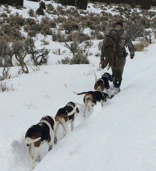 Explore Nevada's Wildlife Treasures