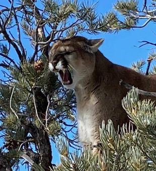 Conquer the Wild: Mountain Lion Hunting