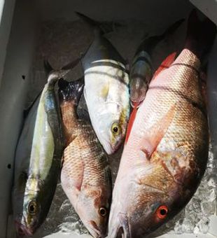 Inshore Fishing for Red Snapper and more!