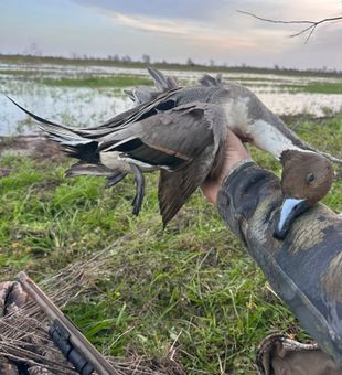 Matagorda TX guided duck hunt day