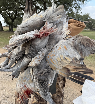 Successful mourning dove harvest at Matagorda Bay!