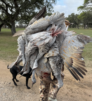 Successful sandhill crane hunt at Matagorda Bay!
