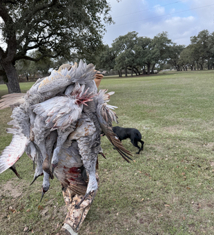 Successful sandhill crane hunt at Matagorda Bay delivers results.