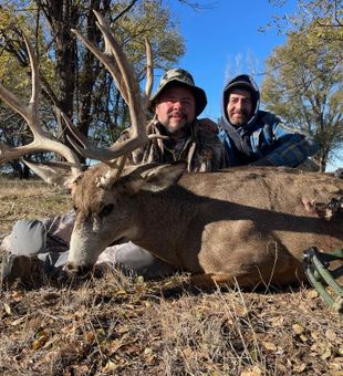 Giant mule deer—majestic.