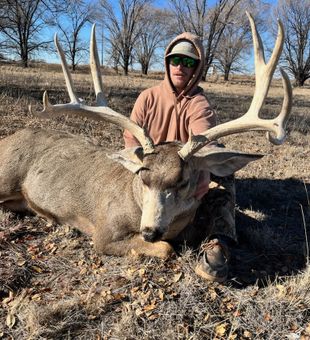 Wide mule deer—massive.