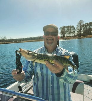 Nice chain pickerel Lake Fork guided fishing trip
