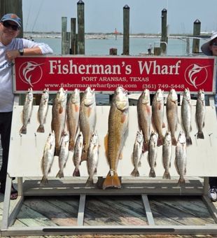 Loaded redfish and speckled trout haul.