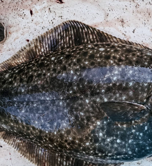 Giant Flounder In Sitka 