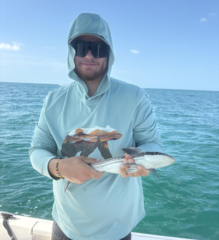 Live sharksucker from Clearwater Bay waters!