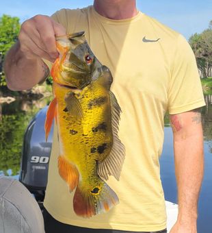 Catch of the day in Bonita Springs