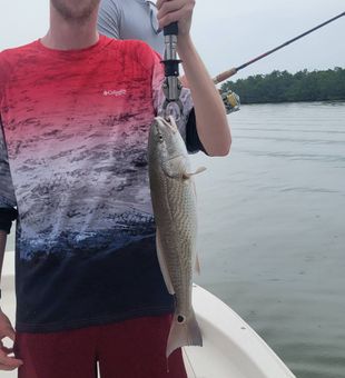 Tailer! Sight fishing for Redfish in Bonita Springs FL.