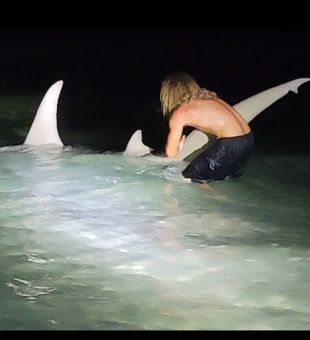 Releasing a large hammerhead. As of now in May the best chance at an adult Greater Hammerhead like this is Navarre, Florida. That will change towards June when more of them push towards the Destin area. 