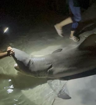 Monster lemon shark