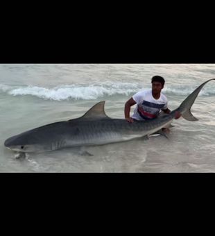13 foot male tiger shark caught this week! 
This is the longest (not heaviest) tiger caught in the gulf since our 14 footer last summer.